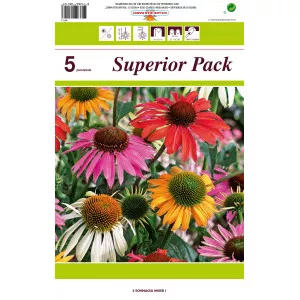 Echinacea mix multicolor