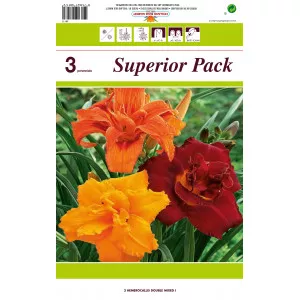 Crin de o zi (Hemerocallis) dublu mix multicolor