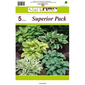 Crin de toamnă (Hosta) mix multicolor