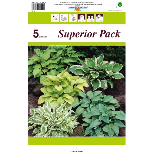 Crin de toamnă (Hosta) mix multicolor