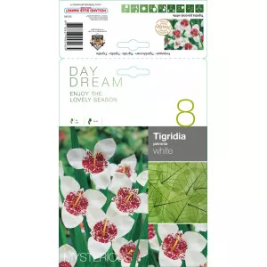 Tigridia albă
