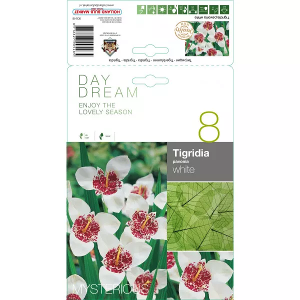 Tigridia albă Tigridia albă
