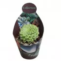 Aeonium Emerald Ice (Aeonium variegato) la ghiveci ø 10,5 cm
