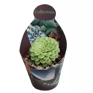 Aeonium Emerald Ice (Aeonium variegato) la ghiveci ø 10,5 cm