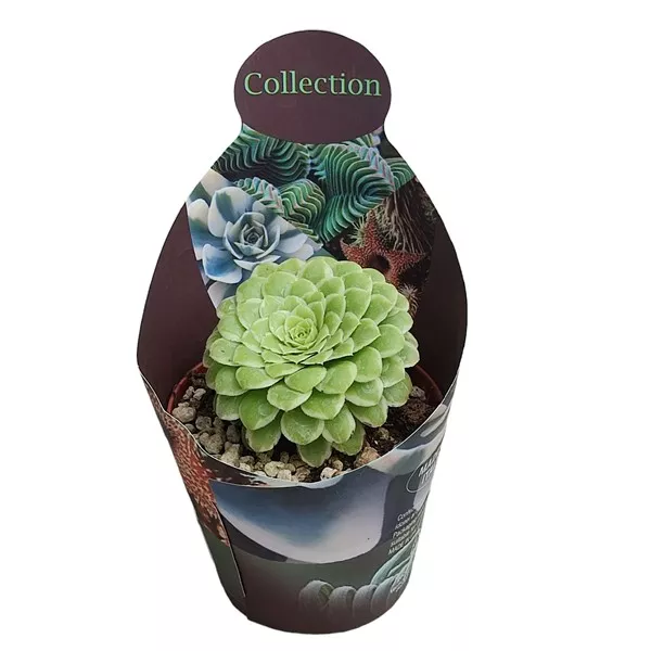 Aeonium Emerald Ice (Aeonium variegato) la ghiveci ø 10,5 cm