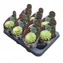 Aeonium Emerald Ice (Aeonium variegato) la ghiveci ø 10,5 cm