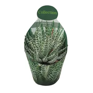 Aloe vera (Aloe humilis x erinacea) la ghiveci ø 10,5 cm
