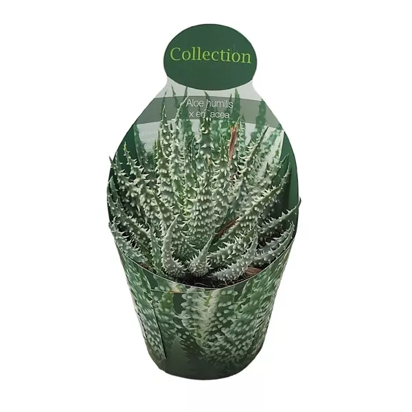 Aloe vera (Aloe humilis x erinacea) la ghiveci ø 10,5 cm