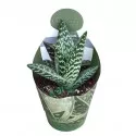 Aloe vera (Aloe variegata compacta) la ghiveci ø 10,5 cm
