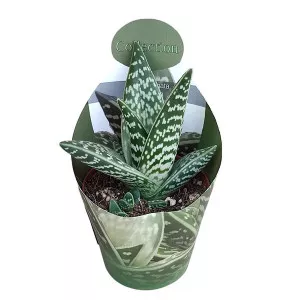 Aloe vera (Aloe variegata compacta) la ghiveci ø 10,5 cm