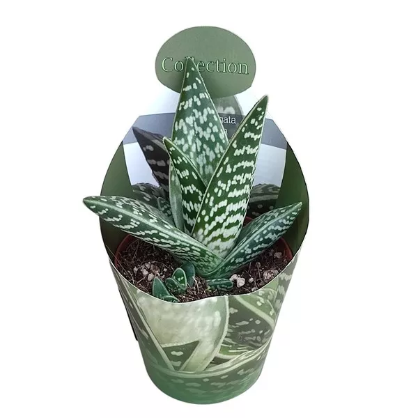 Aloe vera (Aloe variegata compacta) la ghiveci ø 10,5 cm