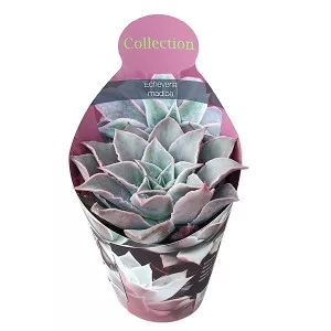 Echeveria (Echeveria madiba) la ghiveci ø 10,5 cm