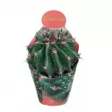 Cactus globular (Ferocactus horridus brevispinus) la ghiveci ø 10,5 cm