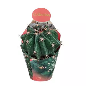 Cactus globular (Ferocactus horridus brevispinus) la ghiveci ø 10,5 cm