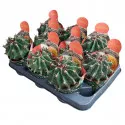 Cactus globular (Ferocactus horridus brevispinus) la ghiveci ø 10,5 cm