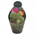 Cactus Coadă de maimuță (Hildewintera aureispina crestat) la ghiveci ø 10,5 cm