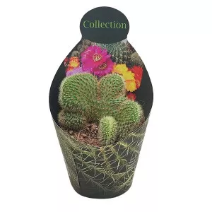 Cactus Coadă de maimuță (Hildewintera aureispina crestat) la ghiveci ø 10,5 cm