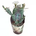 Cactus (Tephrocactus articulatus syringacanthus) la ghiveci ø 10,5 cm