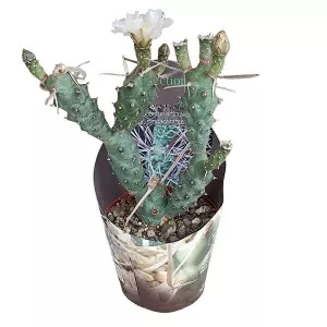 Cactus (Tephrocactus articulatus syringacanthus) la ghiveci ø 10,5 cm