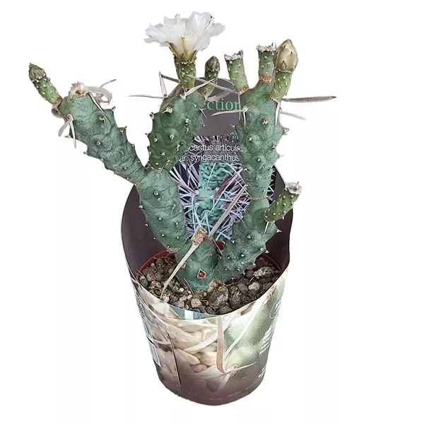 Cactus (Tephrocactus articulatus syringacanthus) la ghiveci ø 10,5 cm