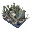 Cactus (Tephrocactus articulatus syringacanthus) la ghiveci ø 10,5 cm