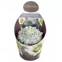Cactus (Mammillaria plumosa) la ghiveci ø 10,5 cm
