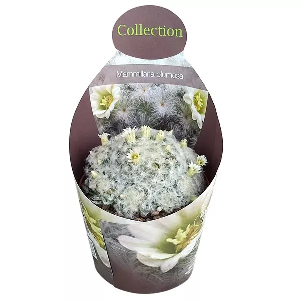 Cactus (Mammillaria plumosa) la ghiveci ø 10,5 cm