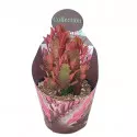 Euphorbia (Euphorbia trigona rubra) la ghiveci ø 10,5 cm