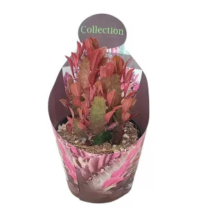Euphorbia (Euphorbia trigona rubra) la ghiveci ø 10,5 cm