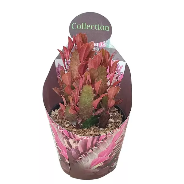 Euphorbia (Euphorbia trigona rubra) la ghiveci ø 10,5 cm