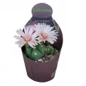 Cactus globular (Gymnocalycium horstii) la ghiveci ø 10,5 cm