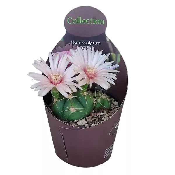 Cactus globular (Gymnocalycium horstii) la ghiveci ø 10,5 cm