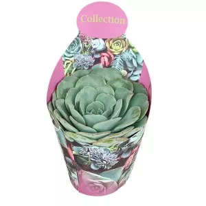 Echeveria (Echeveria atlantis) la ghiveci ø 10,5 cm