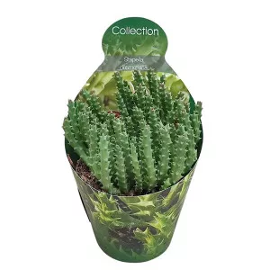 Cactus (Stapelia desmetiana) la ghiveci ø 10,5 cm