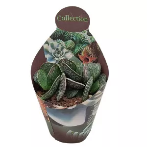Adromischus (Adromischus rupicola) la ghiveci ø 10,5 cm