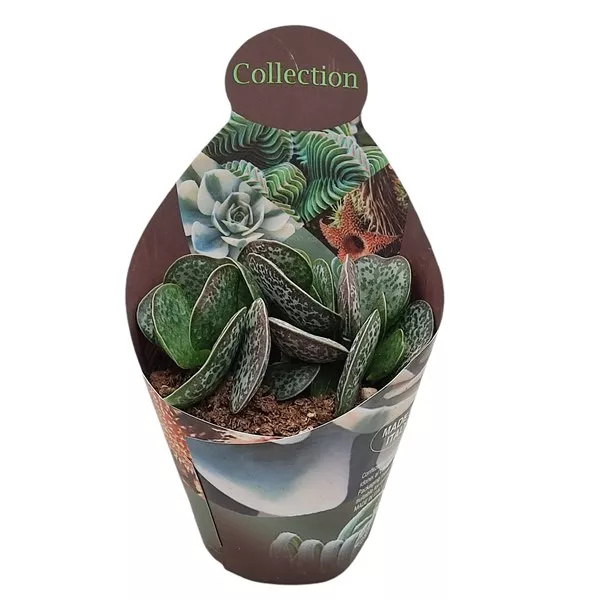 Adromischus (Adromischus rupicola) la ghiveci ø 10,5 cm