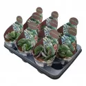 Adromischus (Adromischus rupicola) la ghiveci ø 10,5 cm