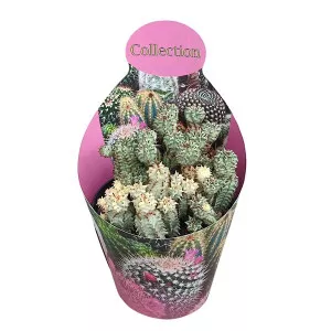 Euphorbia (Euphorbia submammillaris variegata) la ghiveci ø 10,5 cm