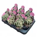 Euphorbia (Euphorbia submammillaris variegata) la ghiveci ø 10,5 cm