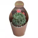 Cactus (Matucana polzii) la ghiveci ø 10,5 cm