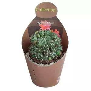 Cactus (Matucana polzii) la ghiveci ø 10,5 cm