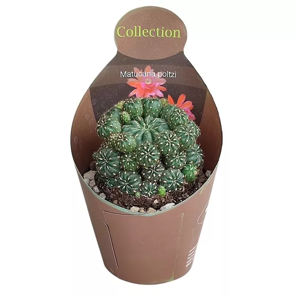 Cactus (Matucana polzii) la ghiveci ø 10,5 cm