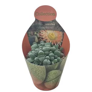 Granit viu (Pleiospilos nelii) la ghiveci ø 10,5 cm