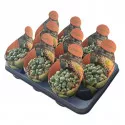 Granit viu (Pleiospilos nelii) la ghiveci ø 10,5 cm
