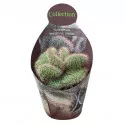 Cactus (Nyctocereus serpentinus crestato) la ghiveci ø 10,5 cm