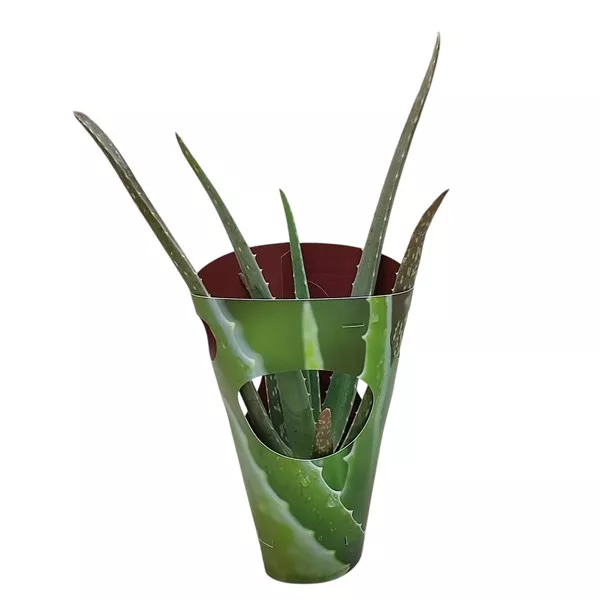 Aloe vera la ghiveci ø 10,5 cm