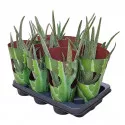 Aloe vera la ghiveci ø 10,5 cm