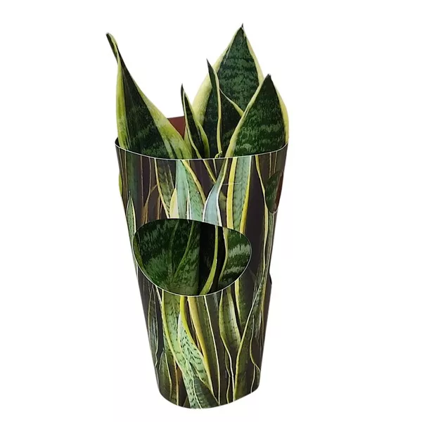Limba soacrei (Sansevieria trifasciata) la ghiveci ø 10,5 cm