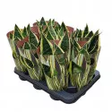 Limba soacrei (Sansevieria trifasciata) la ghiveci ø 10,5 cm