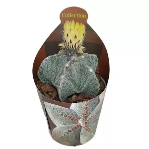 Cactus Boneta episcopului (Astrophytum myriostigma) la ghiveci ø 6,5 cm